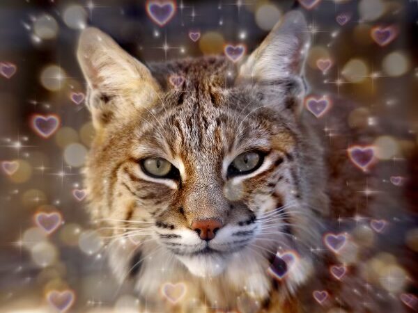 photo of a bobcat with sparkles and hearts around it